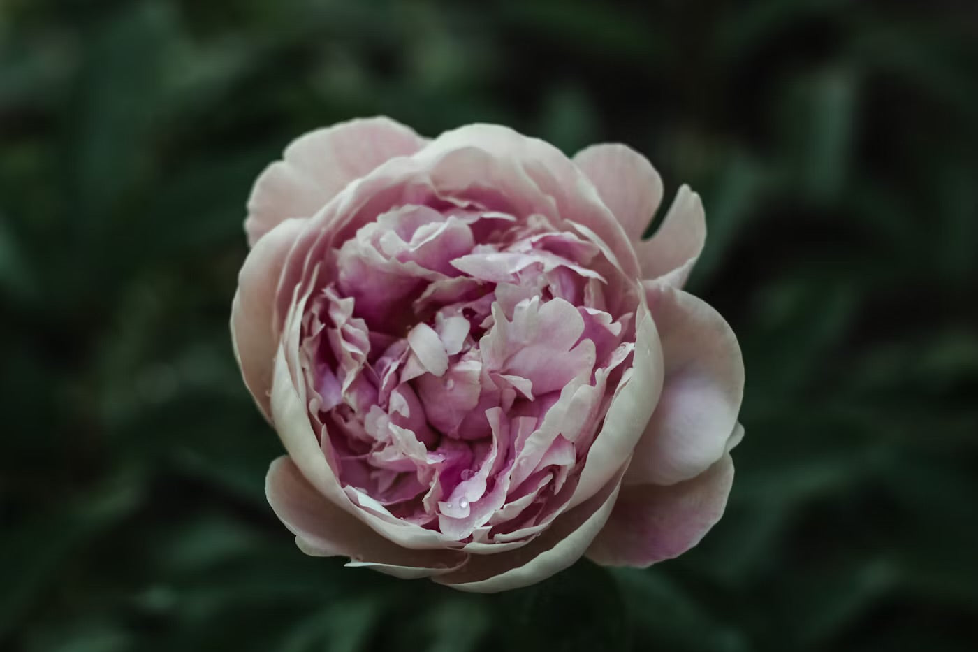 Peony and Blush Wax Melt Snap Bar